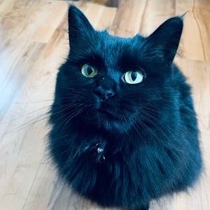 Meet your Posher, Posh